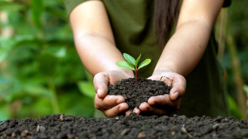 plant pose